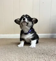 Yam, a male Pembroke Welsh Corgi for sale in Goodlettsville, TN – Photo 6 of 6