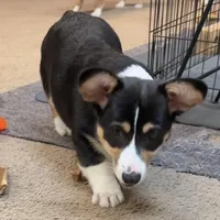 Yam, a male Pembroke Welsh Corgi for sale in Goodlettsville, TN – Photo 3 of 10