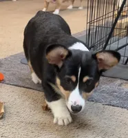 Yam, a male Pembroke Welsh Corgi for sale in Goodlettsville, TN – Photo 3 of 6