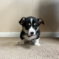 Yam, a male Pembroke Welsh Corgi for sale in Goodlettsville, TN – Photo 5 of 10