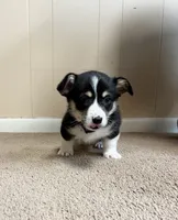 Yam, a male Pembroke Welsh Corgi for sale in Goodlettsville, TN – Photo 5 of 6