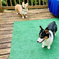 Hammy, a male Pembroke Welsh Corgi for sale in Goodlettsville, TN – Photo 8 of 8