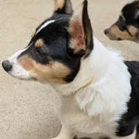 Hammy, a male Pembroke Welsh Corgi for sale in Goodlettsville, TN – Photo 3 of 8