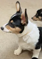 Hammy, a male Pembroke Welsh Corgi for sale in Goodlettsville, TN – Photo 3 of 6