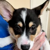 Hammy, a male Pembroke Welsh Corgi for sale in Goodlettsville, TN – Photo 4 of 8