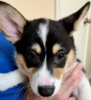 Hammy, a male Pembroke Welsh Corgi for sale in Goodlettsville, TN – Photo 4 of 6