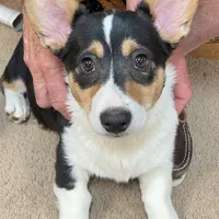 Hammy, a male Pembroke Welsh Corgi for sale in Goodlettsville, TN – Photo 2 of 8
