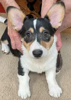 Hammy, a male Pembroke Welsh Corgi for sale in Goodlettsville, TN – Photo 2 of 6