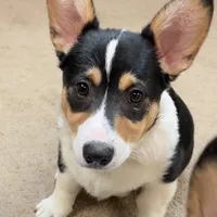 Hammy, a male Pembroke Welsh Corgi for sale in Goodlettsville, TN – Photo 1 of 8