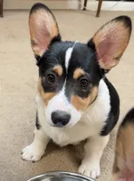 Hammy, a male Pembroke Welsh Corgi for sale in Goodlettsville, TN – Photo 1 of 6