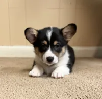 Hammy, a male Pembroke Welsh Corgi for sale in Goodlettsville, TN – Photo 5 of 6