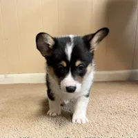 Hammy, a male Pembroke Welsh Corgi for sale in Goodlettsville, TN – Photo 6 of 8