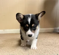 Hammy, a male Pembroke Welsh Corgi for sale in Goodlettsville, TN – Photo 6 of 6