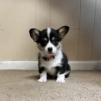 Punkin, a male Pembroke Welsh Corgi for sale in Goodlettsville, TN – Photo 5 of 7