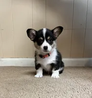 Punkin, a male Pembroke Welsh Corgi for sale in Goodlettsville, TN – Photo 5 of 5