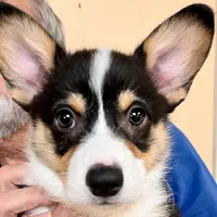 Punkin, a male Pembroke Welsh Corgi for sale in Goodlettsville, TN – Photo 4 of 7