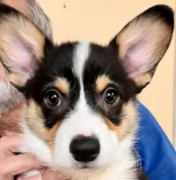 Punkin, a male Pembroke Welsh Corgi for sale in Goodlettsville, TN – Photo 4 of 5