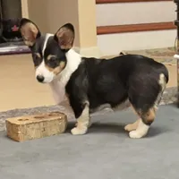 Punkin, a male Pembroke Welsh Corgi for sale in Goodlettsville, TN – Photo 2 of 7