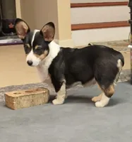 Punkin, a male Pembroke Welsh Corgi for sale in Goodlettsville, TN – Photo 2 of 5