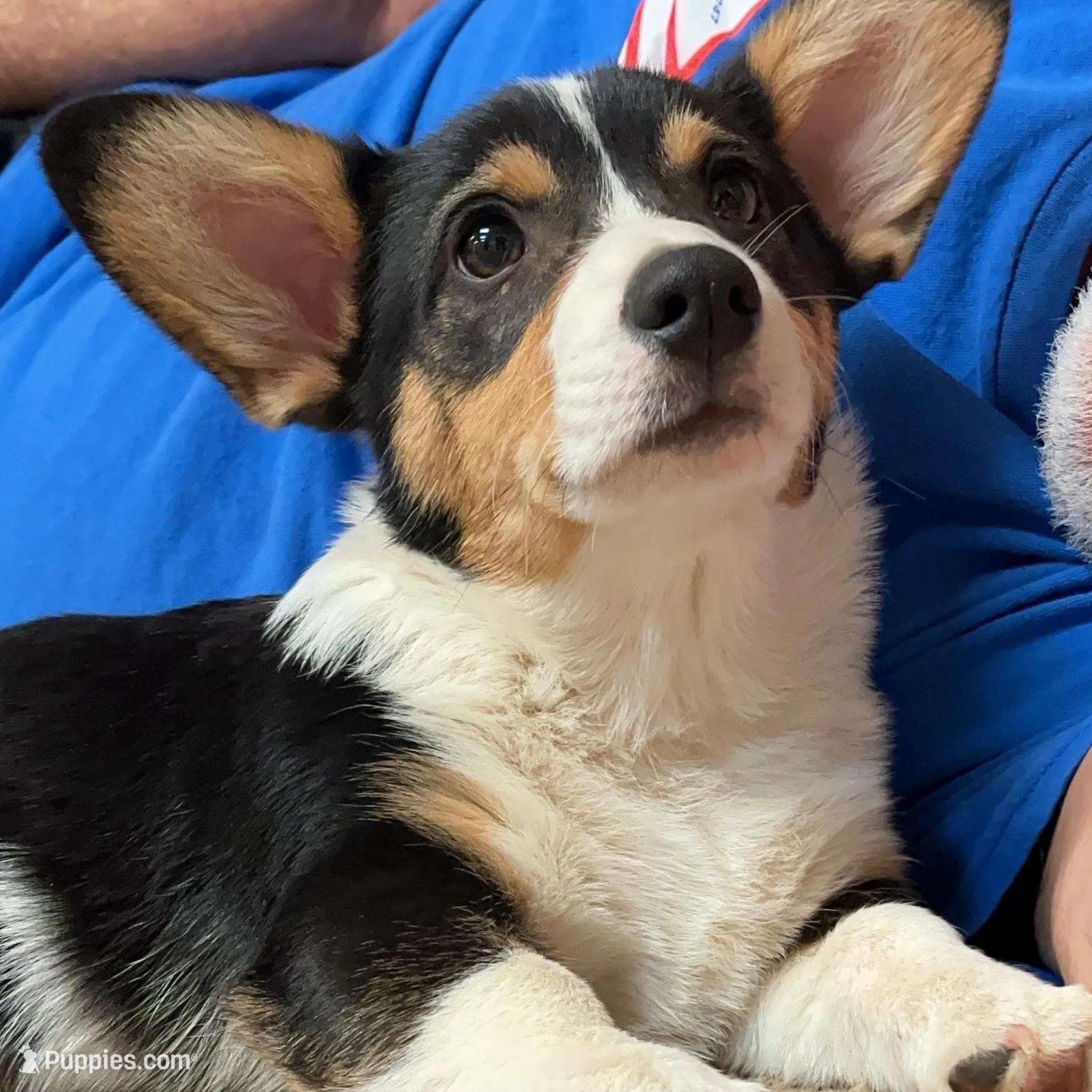 Punkin, a male Pembroke Welsh Corgi for sale in Goodlettsville, TN – Photo 1 of 5