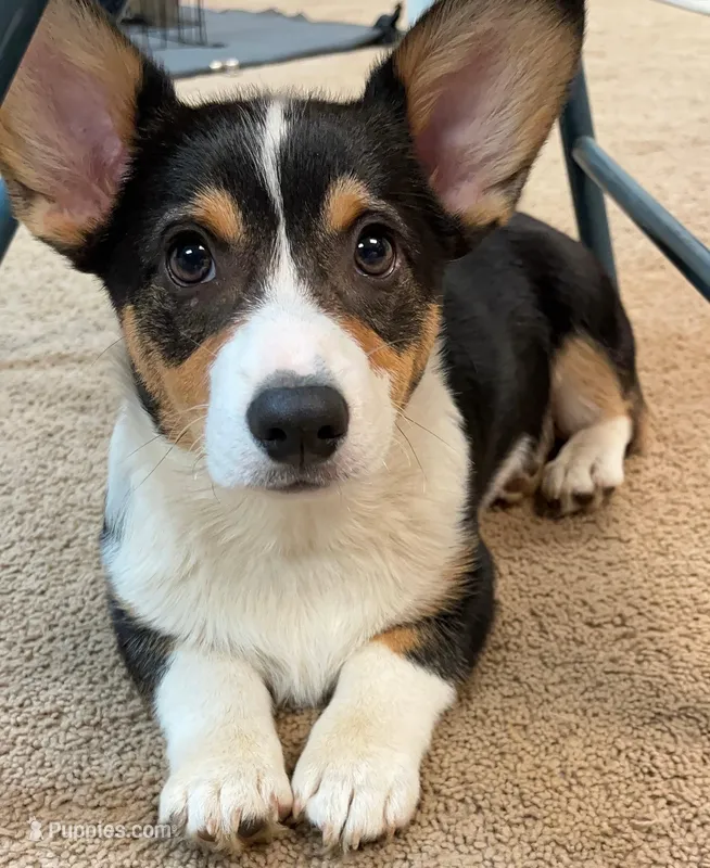 Punkin – Pembroke Welsh Corgi puppy for sale in Goodlettsville, TN