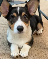 Punkin, a male Pembroke Welsh Corgi for sale in Goodlettsville, TN – Photo 1 of 8