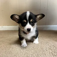 Punkin, a male Pembroke Welsh Corgi for sale in Goodlettsville, TN – Photo 3 of 7