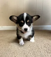 Punkin, a male Pembroke Welsh Corgi for sale in Goodlettsville, TN – Photo 3 of 5