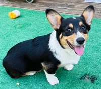 Freckles, a male Pembroke Welsh Corgi for sale in Goodlettsville, TN – Photo 2 of 9