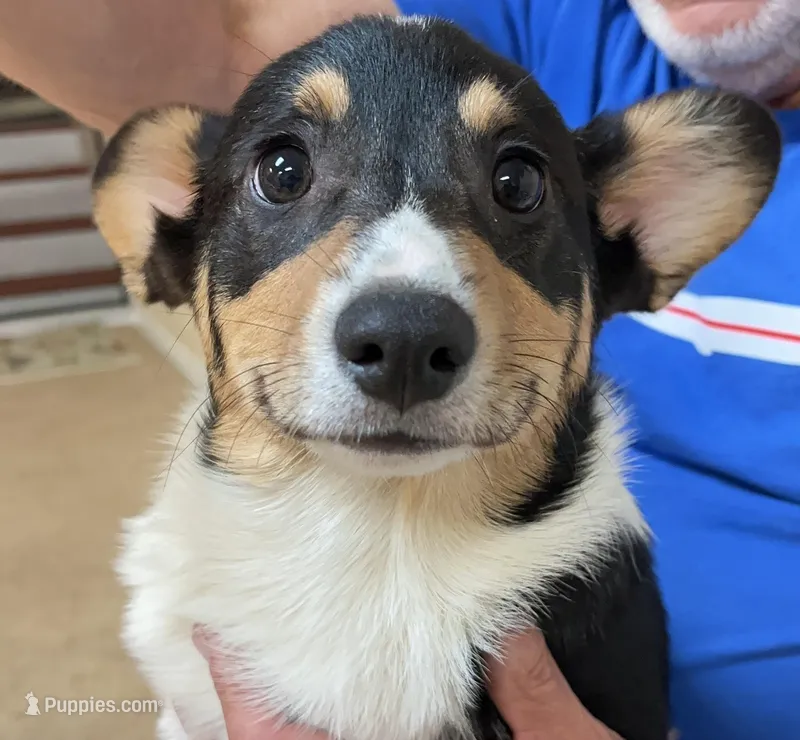 Freckles, a male Pembroke Welsh Corgi for sale in Goodlettsville, TN – Photo 1 of 7