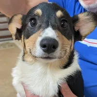 Freckles, a male Pembroke Welsh Corgi for sale in Goodlettsville, TN – Photo 1 of 7
