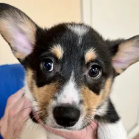 Freckles, a male Pembroke Welsh Corgi for sale in Goodlettsville, TN – Photo 5 of 7