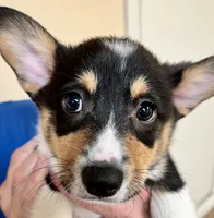 Freckles, a male Pembroke Welsh Corgi for sale in Goodlettsville, TN – Photo 5 of 7
