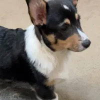 Freckles, a male Pembroke Welsh Corgi for sale in Goodlettsville, TN – Photo 3 of 7