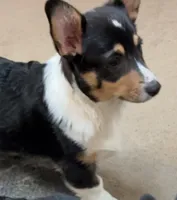 Freckles, a male Pembroke Welsh Corgi for sale in Goodlettsville, TN – Photo 3 of 7