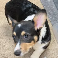 Freckles, a male Pembroke Welsh Corgi for sale in Goodlettsville, TN – Photo 4 of 7