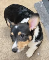 Freckles, a male Pembroke Welsh Corgi for sale in Goodlettsville, TN – Photo 4 of 7