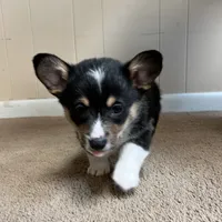 Freckles, a male Pembroke Welsh Corgi for sale in Goodlettsville, TN – Photo 7 of 7