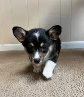 Freckles, a male Pembroke Welsh Corgi for sale in Goodlettsville, TN – Photo 7 of 7
