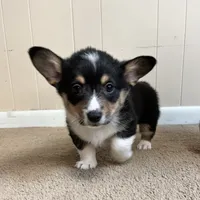 Freckles, a male Pembroke Welsh Corgi for sale in Goodlettsville, TN – Photo 6 of 7