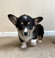 Freckles, a male Pembroke Welsh Corgi for sale in Goodlettsville, TN – Photo 6 of 7