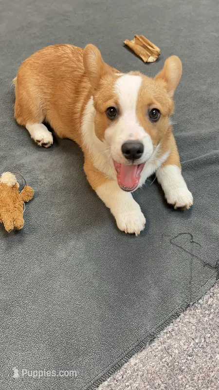 Brownie, a male Pembroke Welsh Corgi for sale in Goodlettsville, TN – Photo 1 of 6