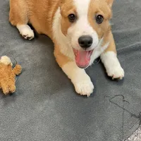 Brownie, a male Pembroke Welsh Corgi for sale in Goodlettsville, TN – Photo 1 of 8