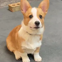 Brownie, a male Pembroke Welsh Corgi for sale in Goodlettsville, TN – Photo 2 of 8