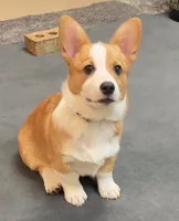 Brownie, a male Pembroke Welsh Corgi for sale in Goodlettsville, TN – Photo 2 of 6