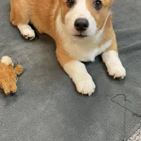 Brownie, a male Pembroke Welsh Corgi for sale in Goodlettsville, TN – Photo 3 of 8