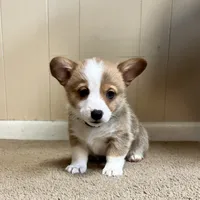 Brownie, a male Pembroke Welsh Corgi for sale in Goodlettsville, TN – Photo 5 of 8