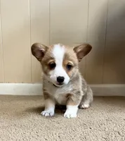 Brownie, a male Pembroke Welsh Corgi for sale in Goodlettsville, TN – Photo 5 of 6