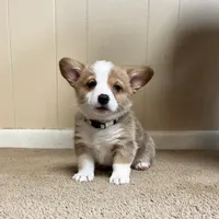 Brownie, a male Pembroke Welsh Corgi for sale in Goodlettsville, TN – Photo 6 of 8