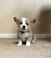 Brownie, a male Pembroke Welsh Corgi for sale in Goodlettsville, TN – Photo 6 of 6